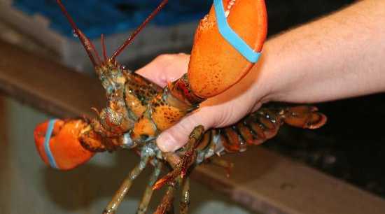 Hello lobster