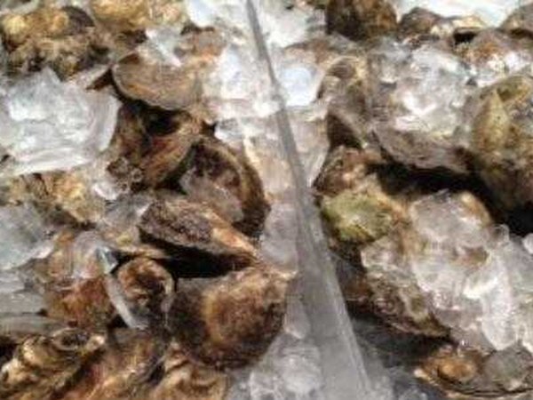 Maine Oysters