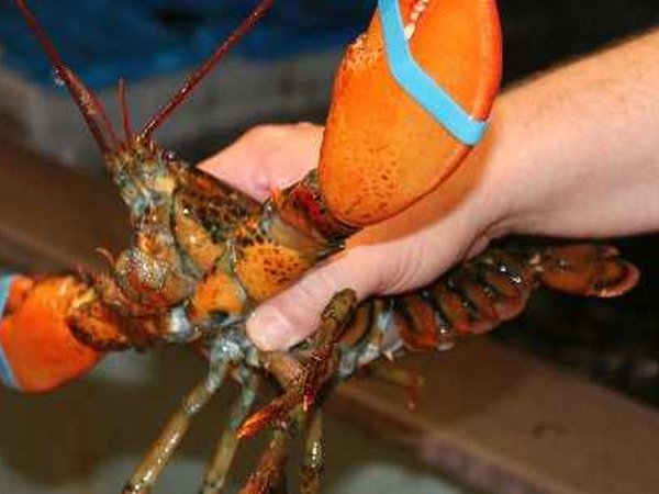 Hello lobster