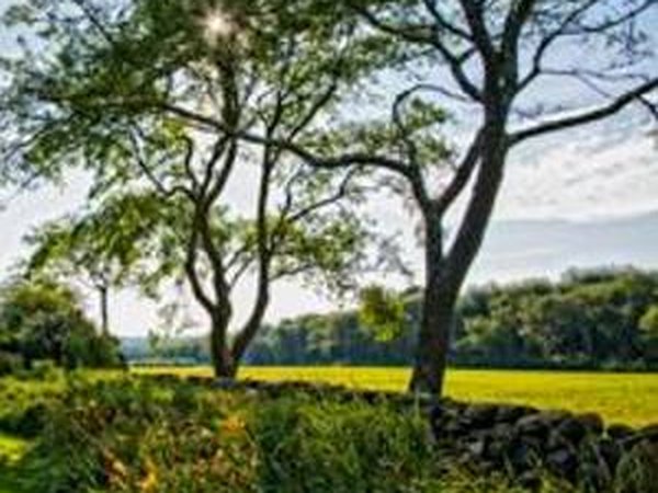 Carolyn's Sakonnet Vineyard
