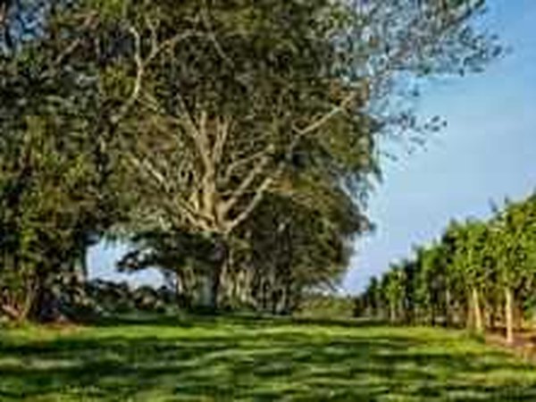 Carolyn's Sakonnet Vineyard